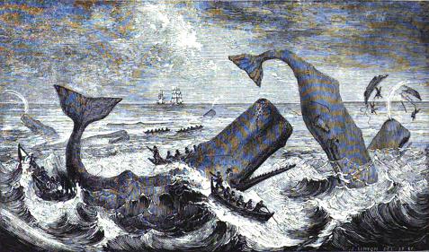 Beale: Boats Attacking Whales